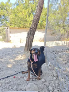 Hund Kikita adoptieren