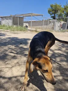 Adoptionsprofil für Antonio