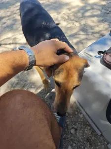 Adopt Antonio