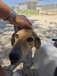 Adopt Antonio