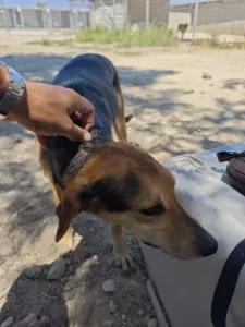 Adopt Antonio