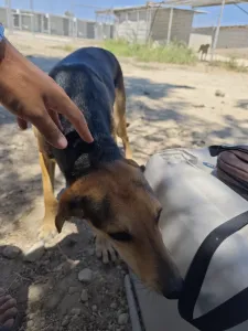 Adopt Antonio