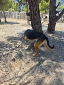 Adopt Antonio