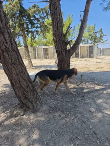 Adopt Antonio