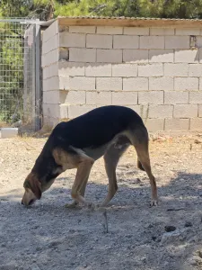 Adopt Antonio