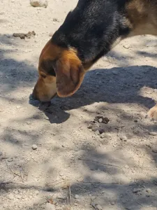 Adopt Antonio