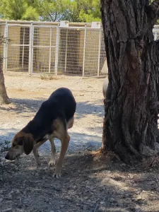 Adopt Antonio