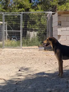 Adopt Antonio