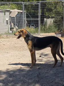 Adopt Antonio
