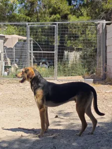Adopt Antonio
