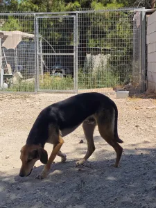 Adopt Antonio