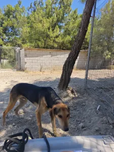 Adopt Antonio