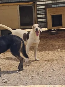Adopt Riki