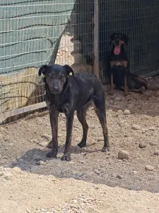 Hund Marouso adoptieren