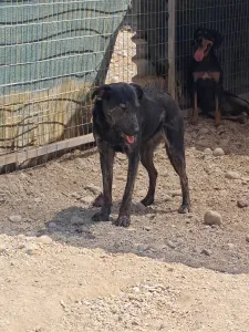 Hund Marouso adoptieren