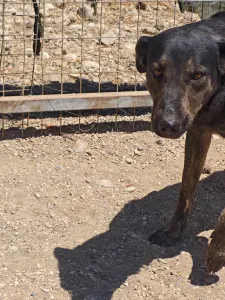 Hund Marouso adoptieren