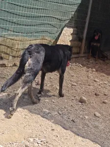 Hund Marouso adoptieren