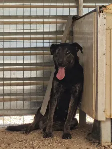 Hund Marouso adoptieren