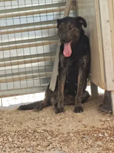 Hund Marouso adoptieren