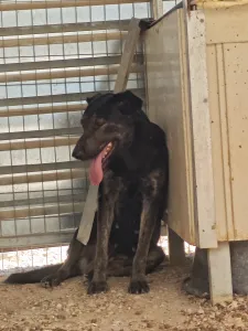 Hund Marouso adoptieren