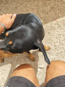 Adopt Kevin