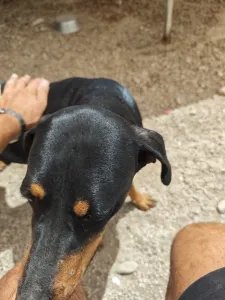 Adopt Kevin