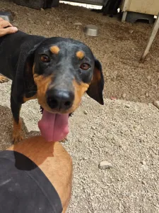 Adopt Kevin
