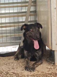 Hund Marouso adoptieren