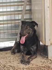 Hund Marouso adoptieren