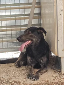 Hund Marouso adoptieren