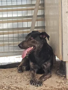 Hund Marouso adoptieren