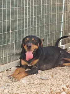 Adopt Kevin