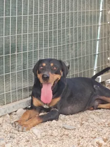 Adopt Kevin