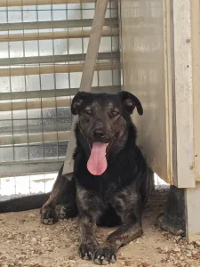 Hund Marouso adoptieren