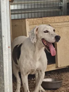 Adopt Riki