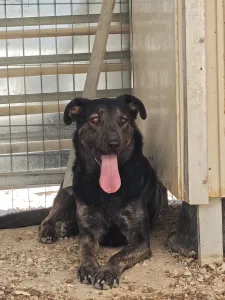 Hund Marouso adoptieren
