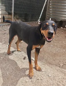Adopt Kevin