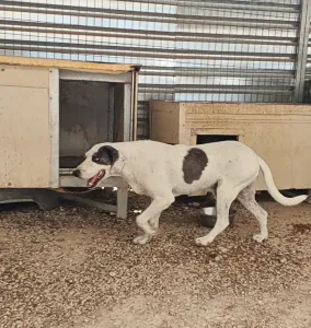Adopt Riki