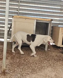 Adopt Riki