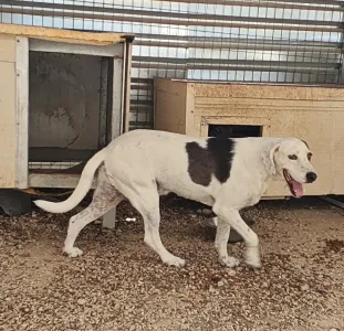 Adopt Riki