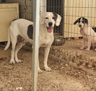 Adopt Riki