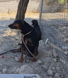 Hund Kikita adoptieren