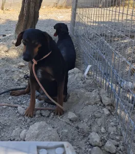 Hund Kikita adoptieren