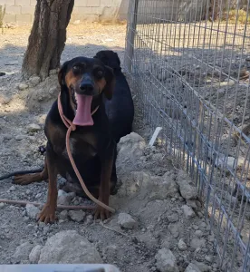 Hund Kikita adoptieren