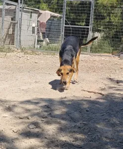 Adopt Antonio