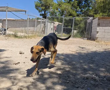 Adopt Antonio