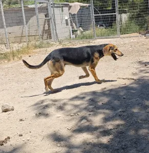 Adopt Antonio