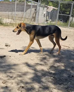 Adopt Antonio