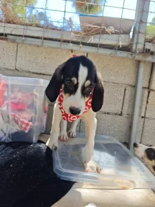 Adoptionsprofil für Odi