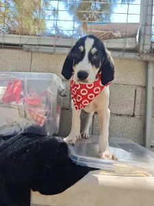 Hund Odi adoptieren